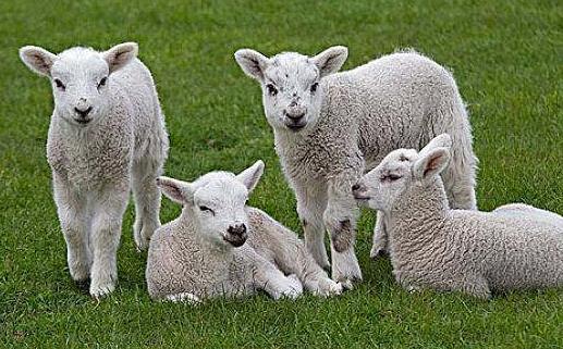 甜羊羊图片,甜羊羊的奇幻冒险之旅