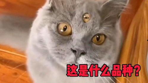 猫搞笑视频全集,猫咪欢乐视频全记录