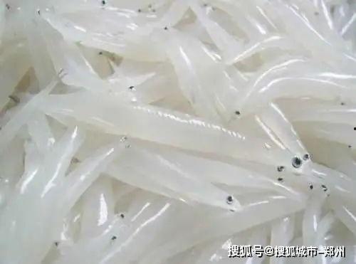 台湾银鱼娱乐,引领潮流的娱乐新势力