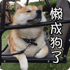 孤独成狗表情包,揭秘网络表情包背后的情感共鸣